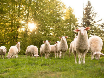 Schafmilchbetrieb Gmeiner - Regionale Wolle für das Traumkissen